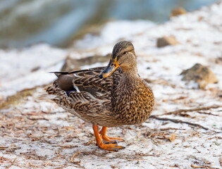 Wild ducks on the shore of the city pond in late autumn