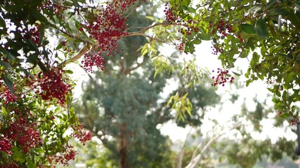 Fototapeta premium Red berries on tree, gardening in California, USA. Natural atmospheric botanical close up background. Viburnum, spring or fall morning garden or forest, fresh springtime or autumn flora in soft focus.
