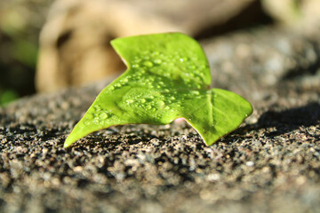 Hoja verde con gotas de agua