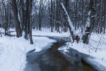 Forest in winter with snow. Barniewice, Poland.