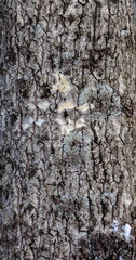 Aspen bark (background, banner, Wallpaper, texture)