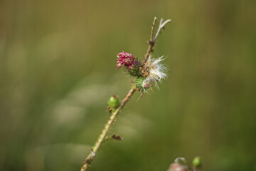 Dandelion comes again