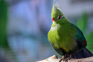 Violet plantain-eater