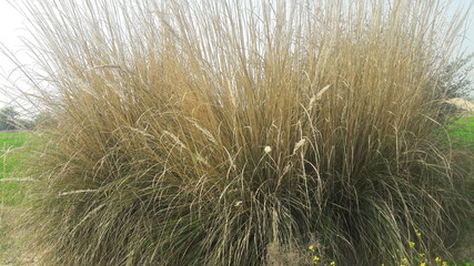 grass in the wind