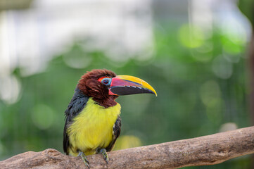 キムネチュウハシの雄