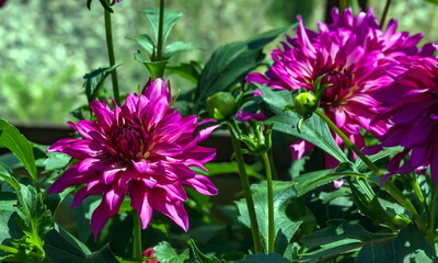 Obraz premium Dahlia flower closeup