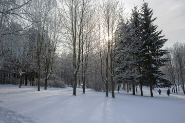 Frozen snow-covered trees in a city park. A ray of sun shines through the trees. People walk along the path.