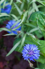 Flower cornflower closeup