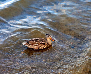 Duck on the shore of the pond