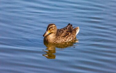 Ducks on the water pond in summer closeup