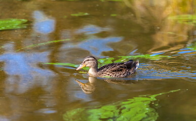 Ducks on the water pond in summer closeup