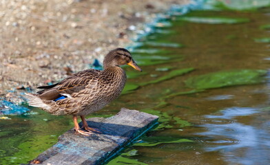 Ducks on the pond in the summer closeup