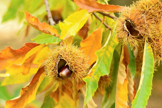 Hedgehogs already have few chestnuts