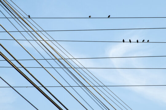 Birds Snare In Electricity Cables