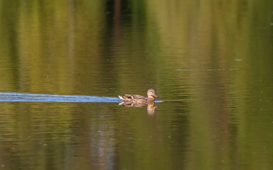 Ducks on the water pond in summer closeup