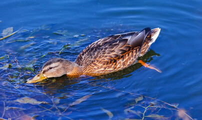 Ducks on the water pond in summer closeup