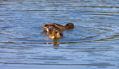 Ducks on the water pond in summer closeup