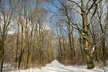 volkspark jungfernheide