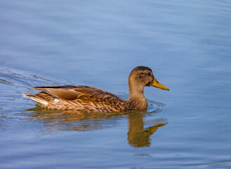Ducks on the water pond in summer closeup