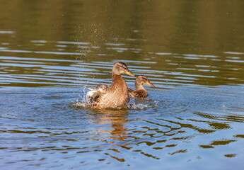 Ducks on the water pond in summer closeup