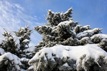 Bottom view of the icy snow-covered trees. Green fir trees against the blue sky.