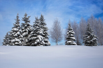 Beautiful icy snow-covered trees in a winter park. Colorful blue sky and deep clean snow.