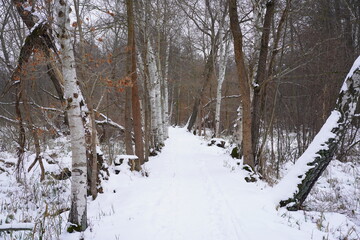 Schneebedeckter Wanderweg im Spreewald bei Lübbenau