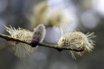 Willow tree catkins in close up. Beautiful signs of spring and symbols of Easter. Photographed during a spring day in Finland. Popped catkins and brown willow branches. Color closeup photo, no people.