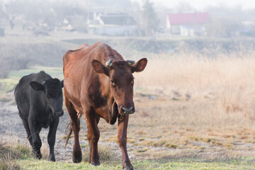 Cow and calf go to pasture. Livestock breeding. Stockbreeding and milk production.