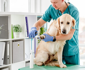 Veterinarian cutting claws of golden retriever dog