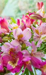 Naklejka premium Bouquet of flowers pink Alstroemeria close up