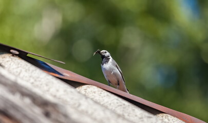 Wagtail bird with midges in its beak closeup on the roof of an old barn