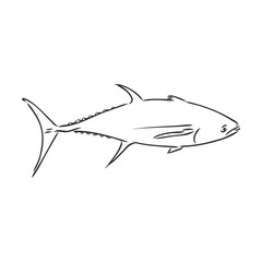 Vector illustration of tuna. Vector illustration can be used for creating logo and emblem for fishing clubs, prints, web and other crafts. tuna fish, vector sketch on white background
