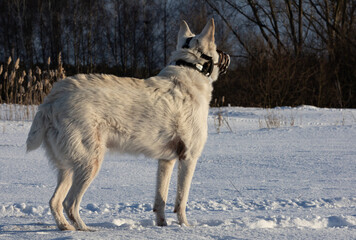 gray wolf in winter, Poland