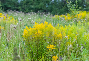 Yellow tops of plants in summer on the background of forest