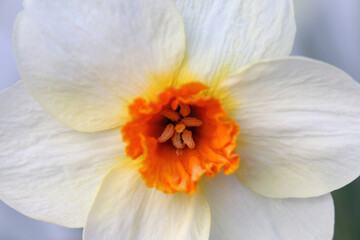 Yellow daffodil (narcissus) flowers in a closeup photo with green leaves in the background. Daffodils are perfect flowers for Easter, spring. Joyful and happy color with a beautiful and unique shape.