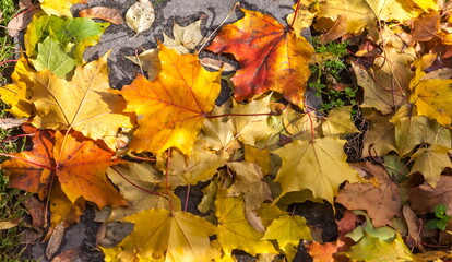 Naklejka na ściany i meble Colorful canadian maple leaves on the garden ground in autumn