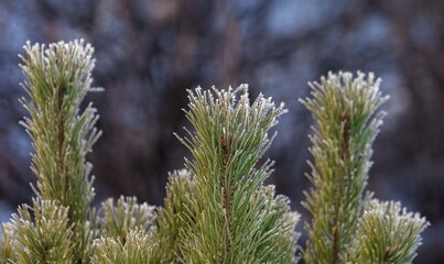 Green pine branches in white frost on the background of bushes in winter