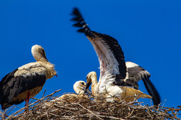 Stork in Romania