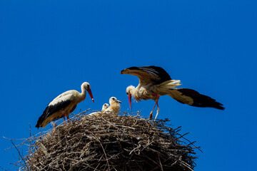 
Young storks in the nest