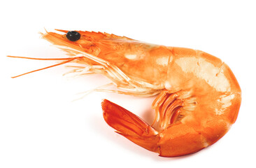 Tasty fresh Shrimp or prawn on white background..Close up photo.