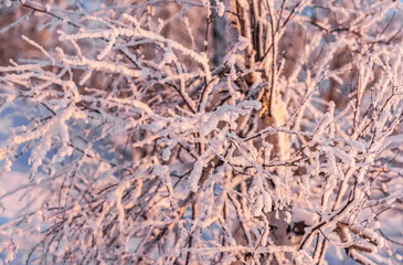 Branches birch with snow illuminated by the light of the setting sun close up in winter