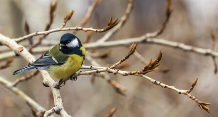 Bird tit close up on a branch of a poplar tree in spring