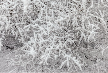 Tree branches in the snow close -up in winter. Background