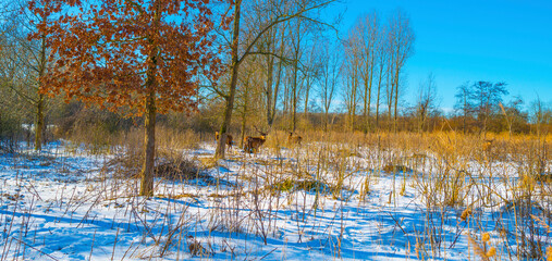 Fototapeta premium Roe deer in a snow white frozen forest in wetland under a blue bright sky in sunlight in winter, Almere, Flevoland, The Netherlands, February 13, 2020