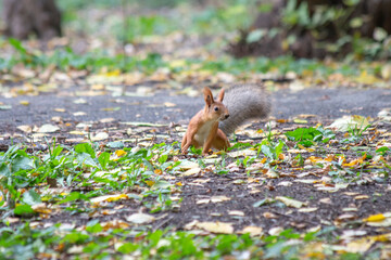 curious squirrel in the park 