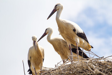 Stork cubs in the nest