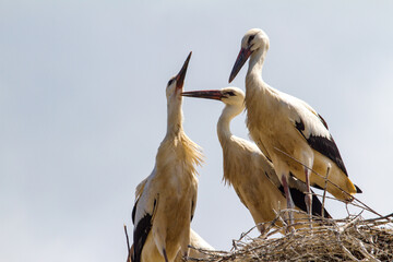 Young storks in the nest