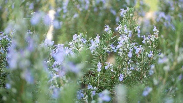 Rosemary salvia herb in garden, California USA. Springtime meadow romantic atmosphere, morning wind, delicate pure greenery of aromatic sage. Spring fresh garden or lea in soft focus. Flowers blossom.
