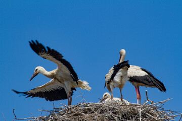 Stork cubs in the nest